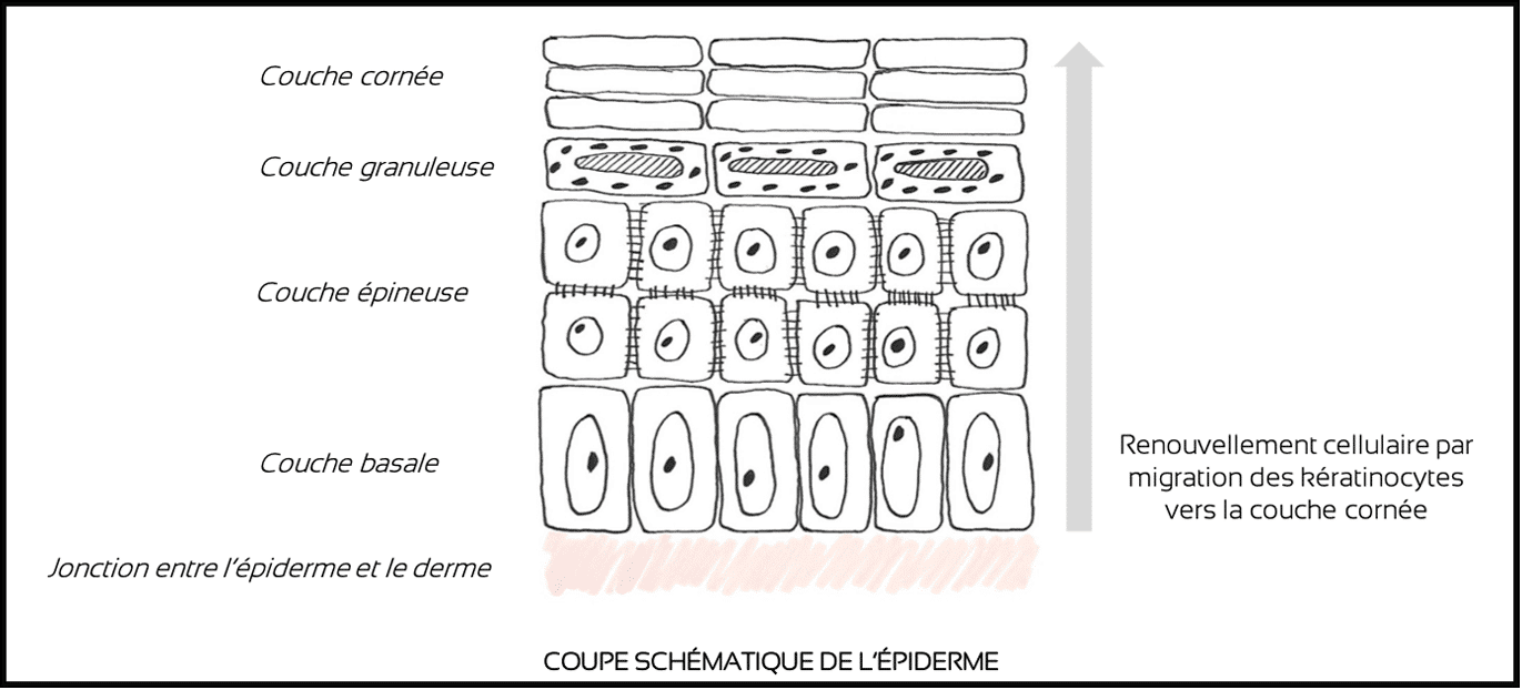 coupe schématique de l’épiderme